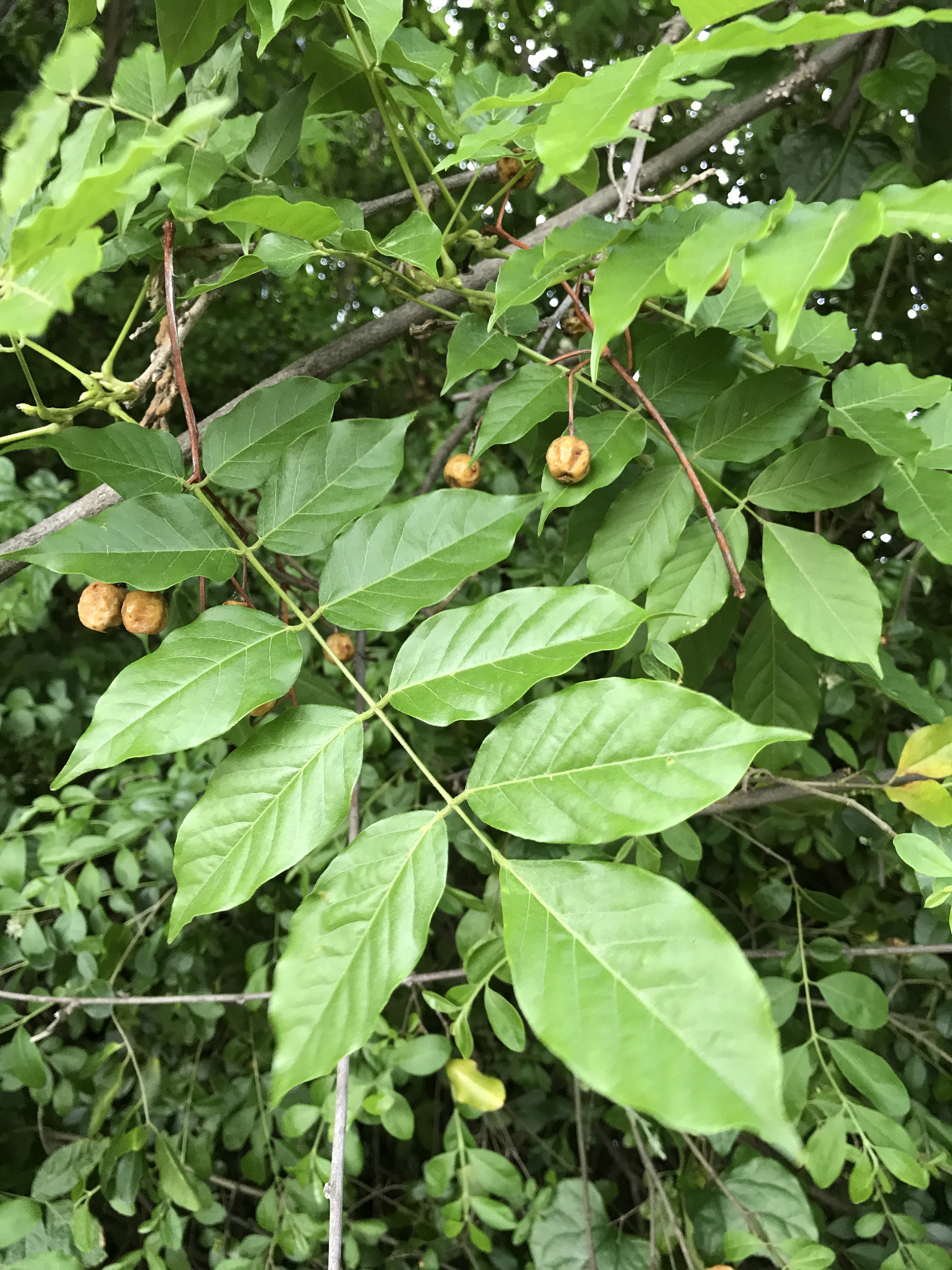 Chinaberry Trees Are Common In Alabama – ChasingTrees