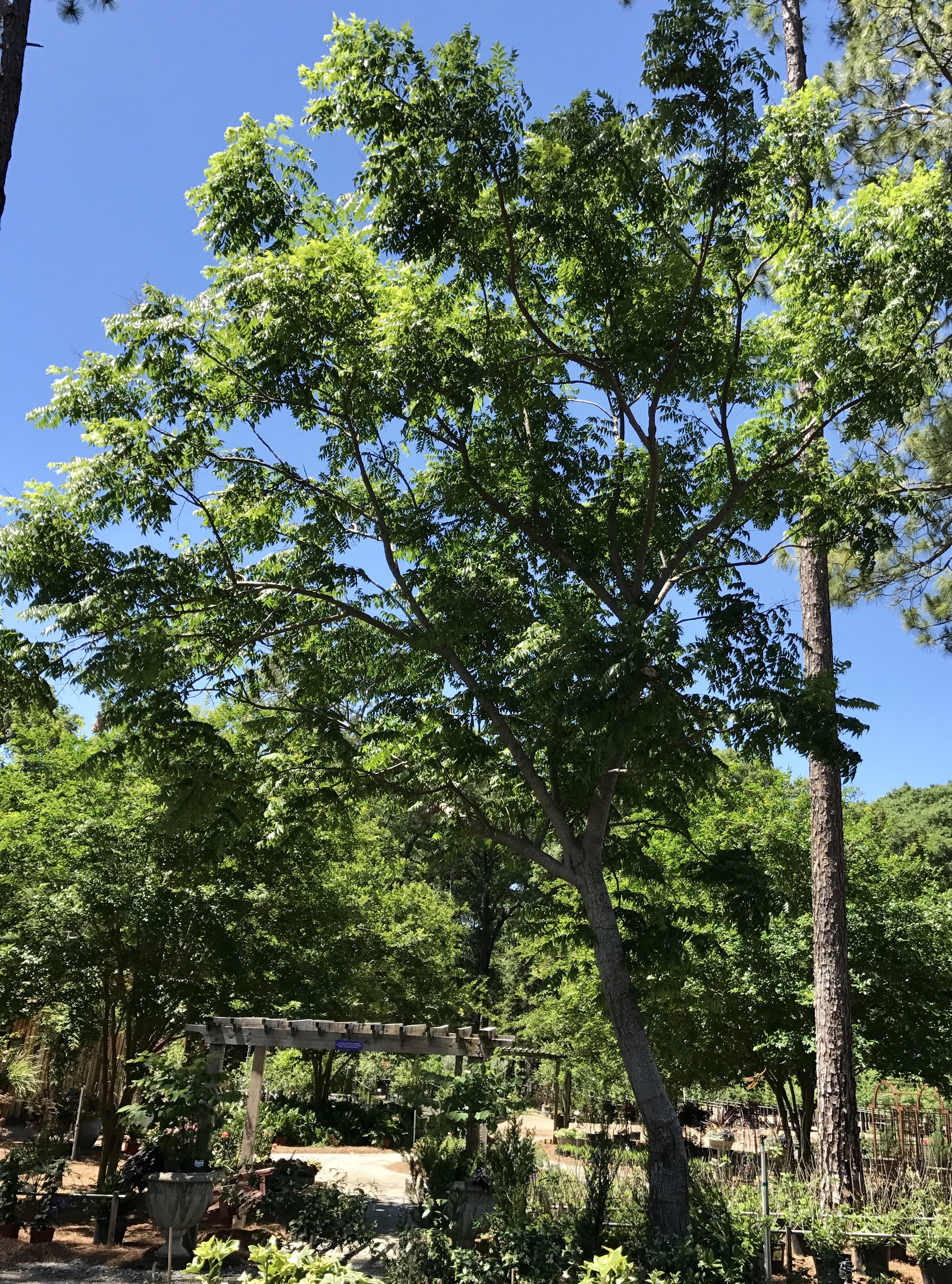 Chinaberry Tree Leaves Are Pinnate – ChasingTrees