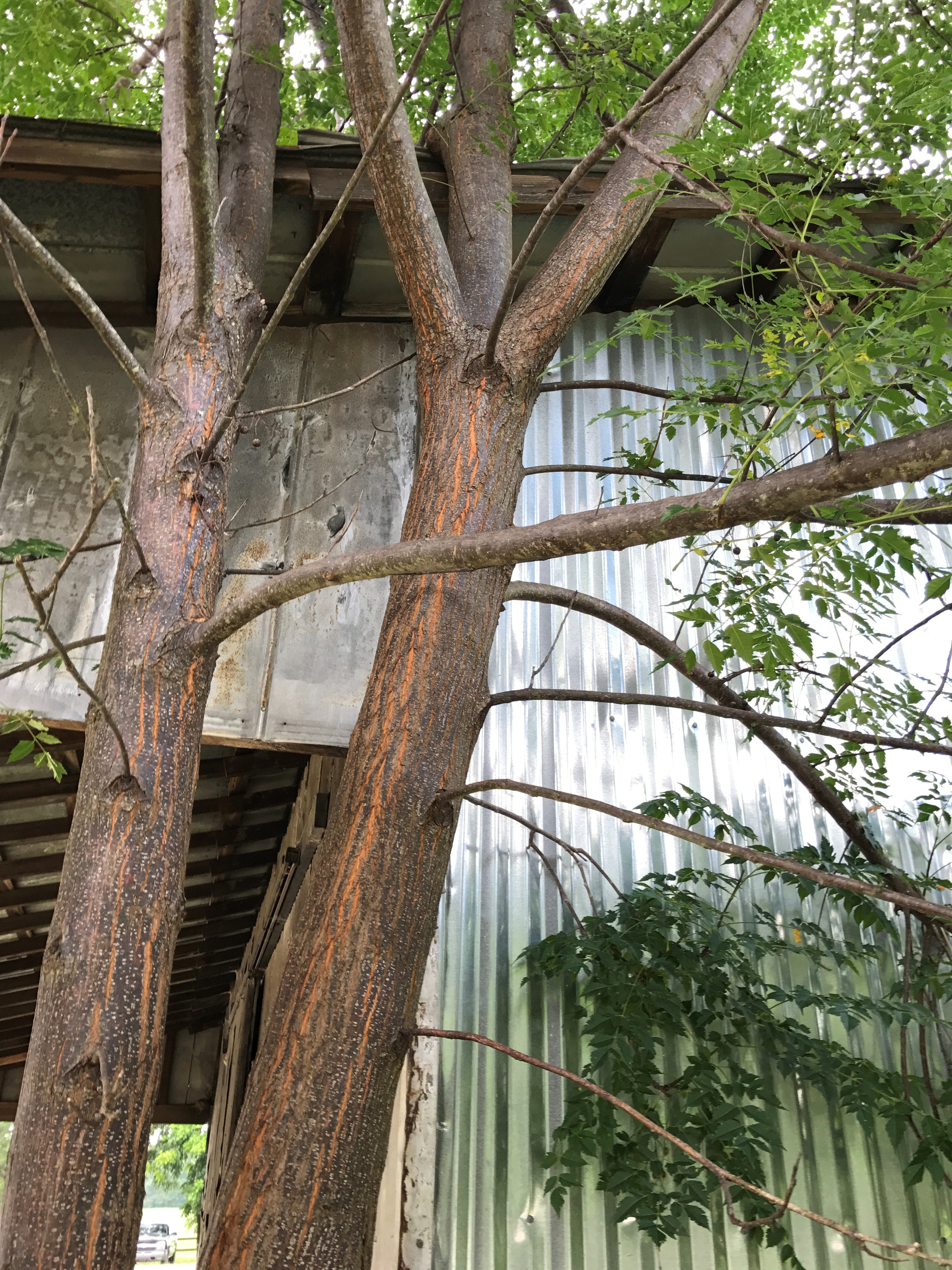 Chinaberry Tree Is In The Mahogany Family – ChasingTrees