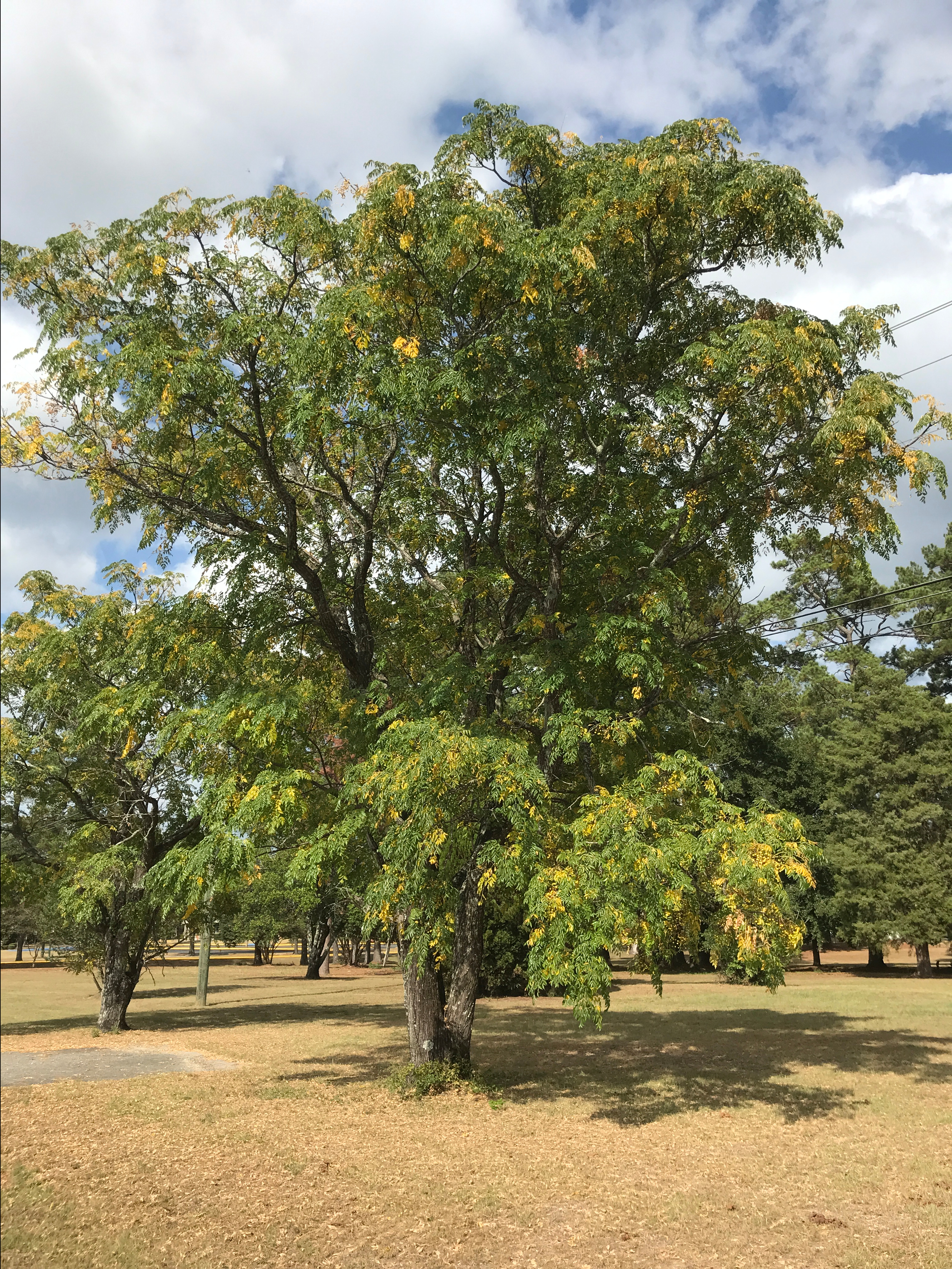 Chinaberry, Melia Azedarach – ChasingTrees