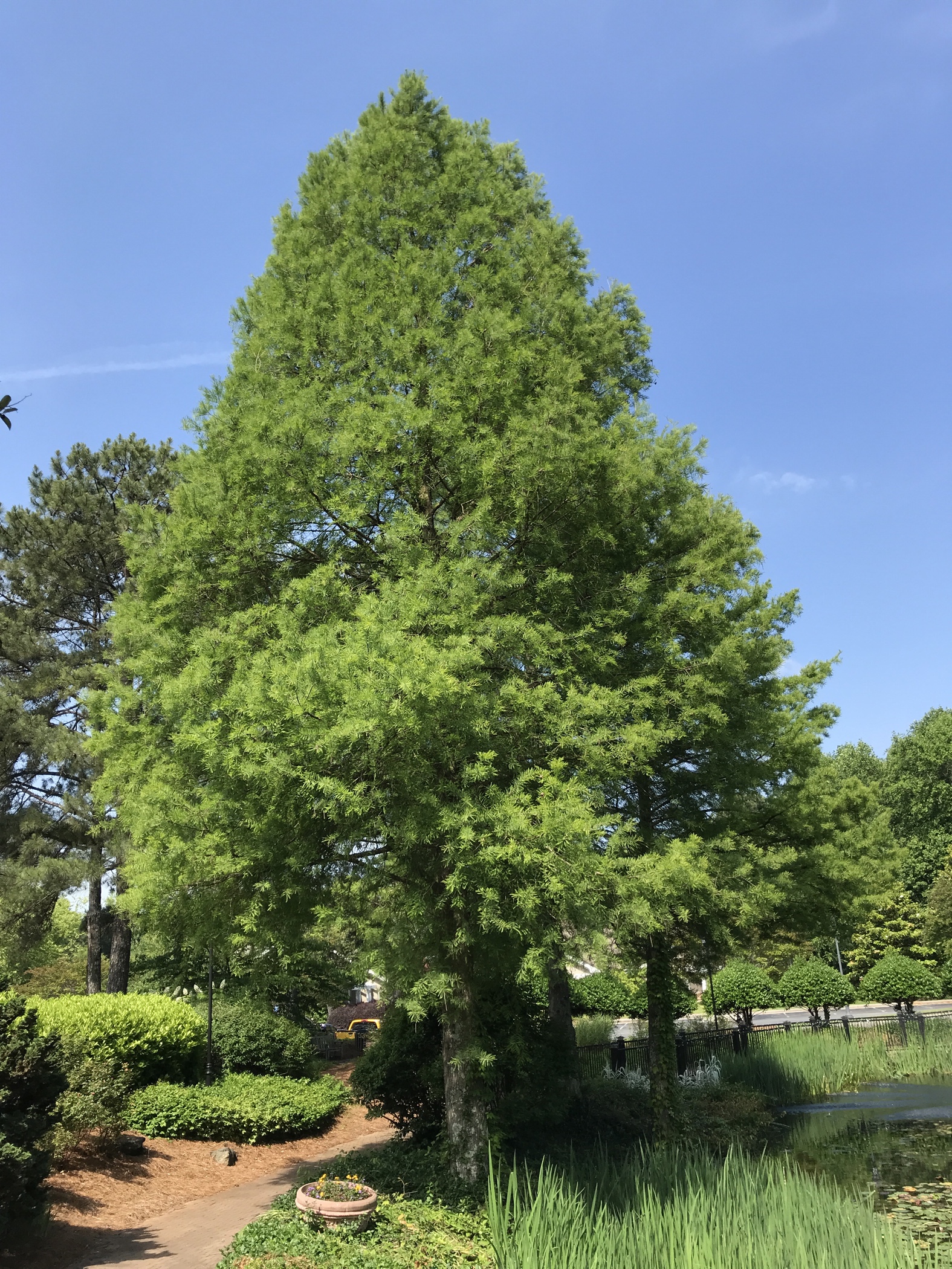 Bald Cypress Taxodium Distichum Chasingtrees